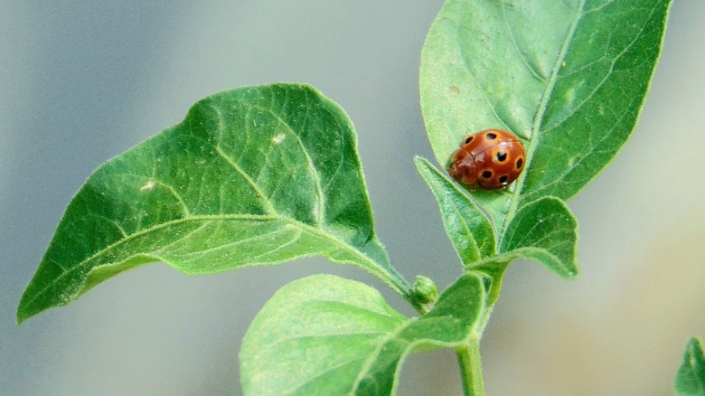 ladybird on pepper plant