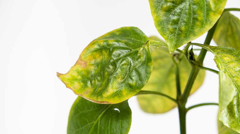 yellowing leaves on pepper plant