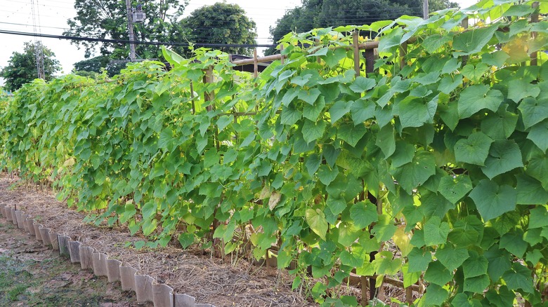 Zucchini plants grow on trellis