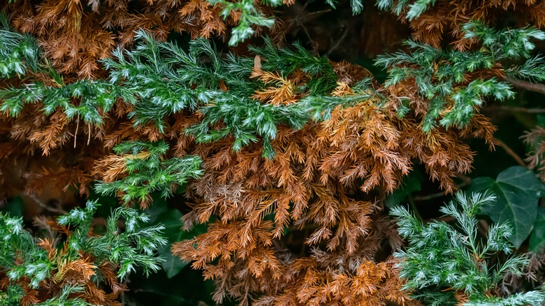 pine tree with brown needles