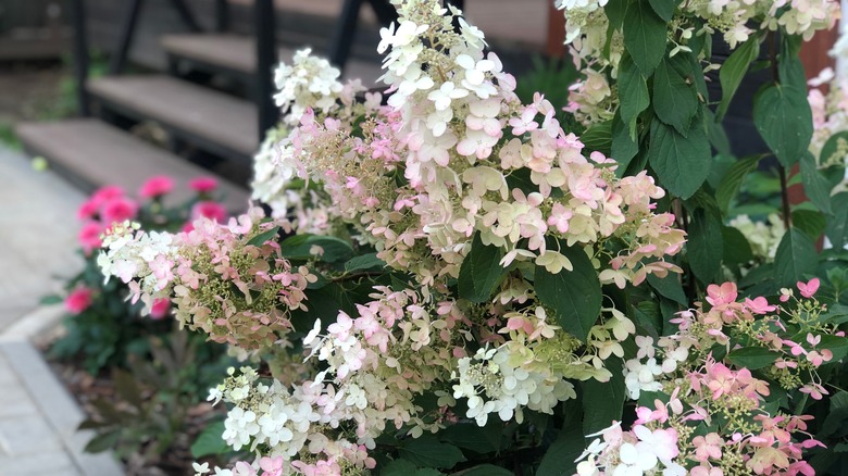 A pinky winky hydrangea sits near a path