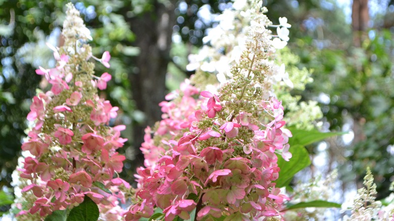 The sun shines on the flowers of a pinky winky hydrangea