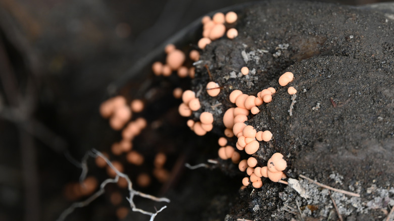 Orange pink dots of slime mold growing on soil