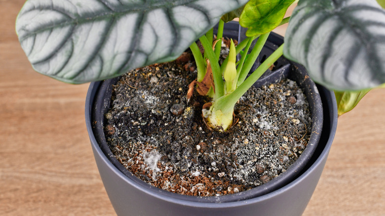 Mold on top of soil of houseplant