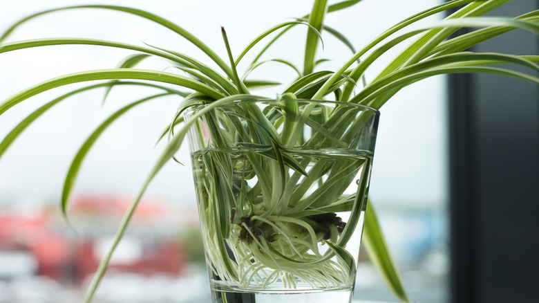 Spider plant propagating