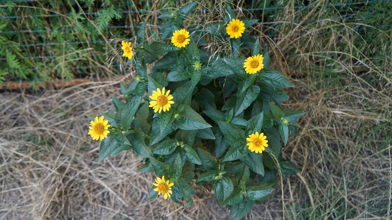 false sunflower growing near dead grass