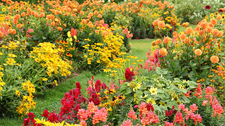 landscape full of flowers