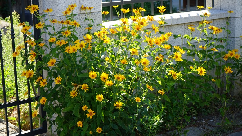 false sunflower growing by gate