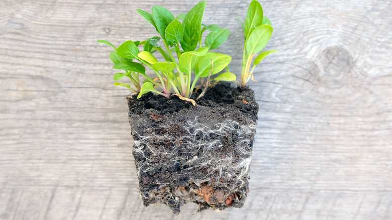 root bound seedlings