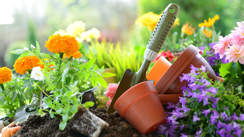 Dahlias, marigolds, and flower pots