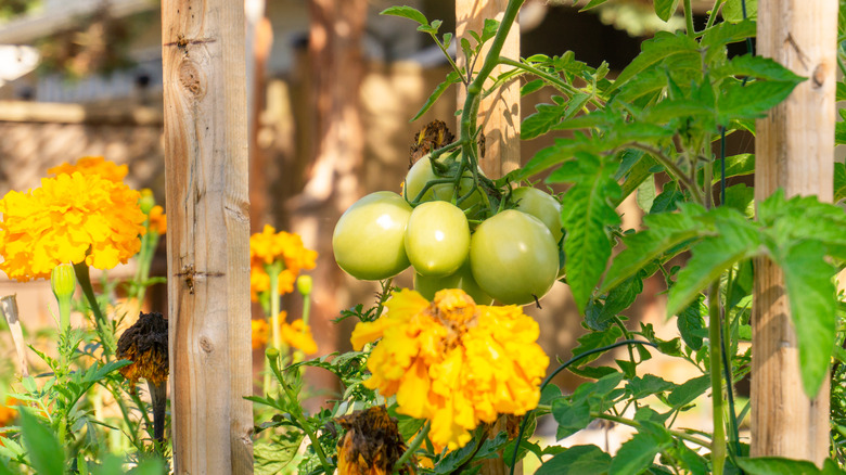 Tomato cluster hanging above marigolds