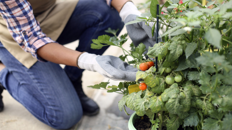 gardener checking baby tomatoes in a container