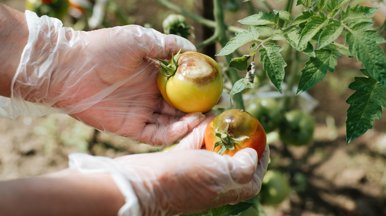 closeup of two tomatoes plagued by a disease