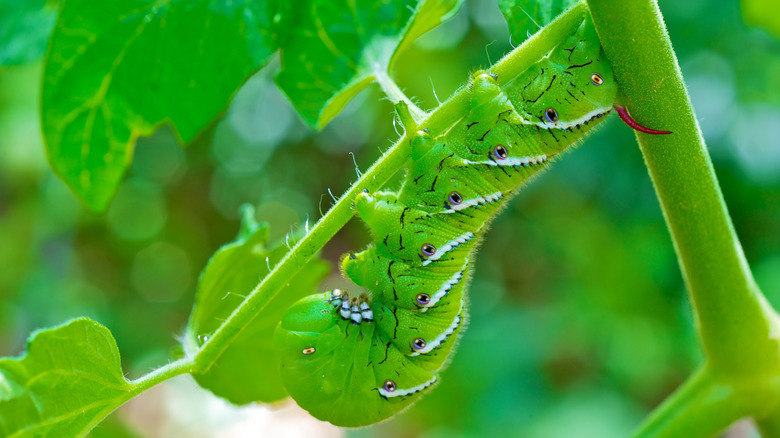 Tomato hornworm eating a tomato plant.