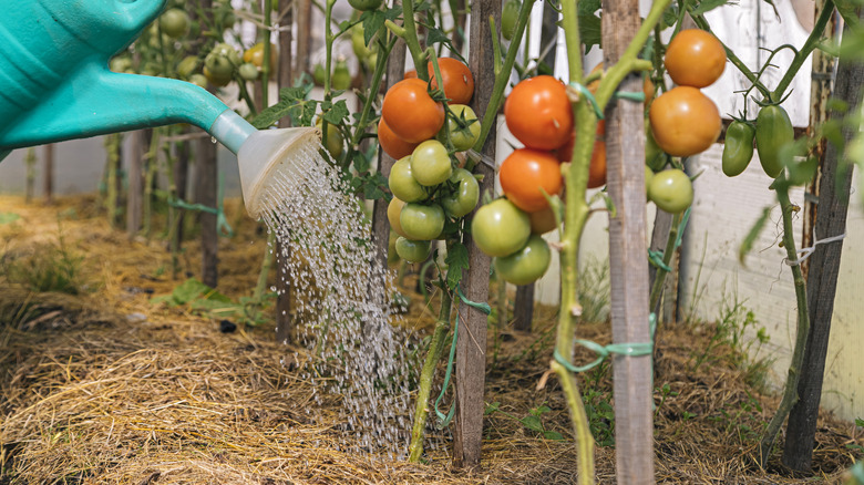 Someone using a watering can to water tomato plants.