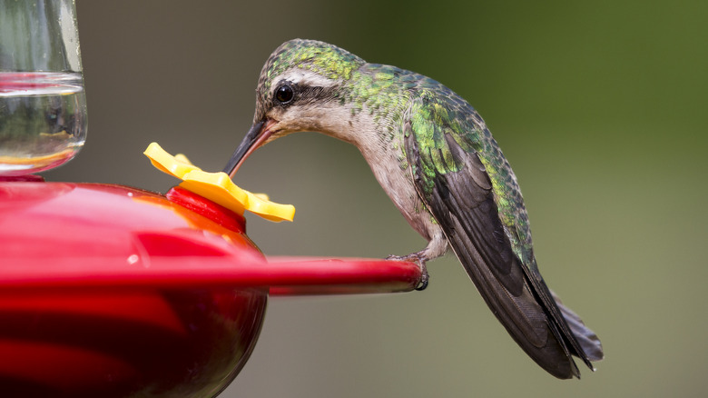 hummingbird at an artificial feeder