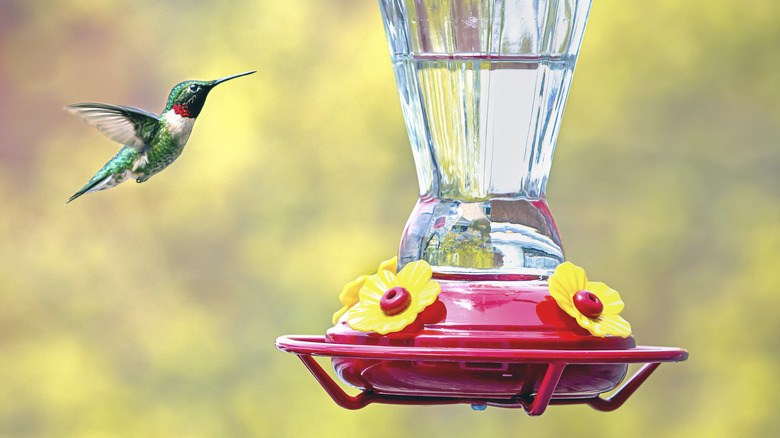 hummingbird at a feeder