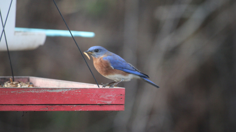 A bluebird eating a mealworm from feeder