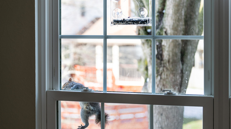 squirrel climbing toward window feeder