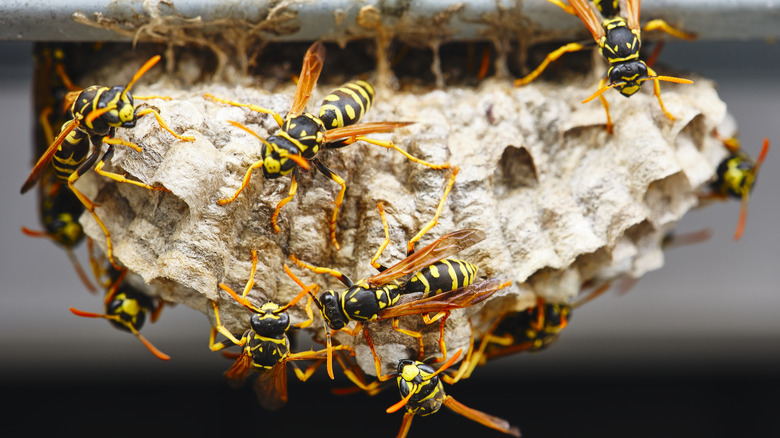 Close up of wasps on a nest