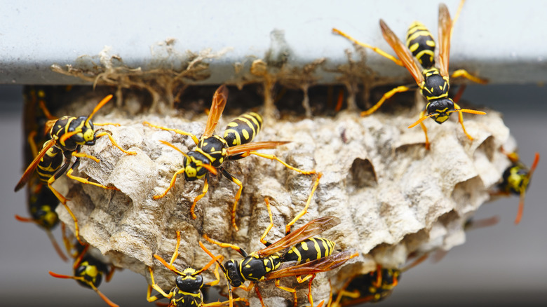 Wasps on nest