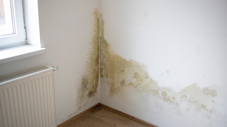 Mold and water stains