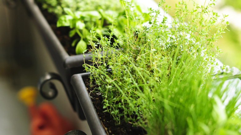 Window boxes on a balcony packed with thriving green herbs.