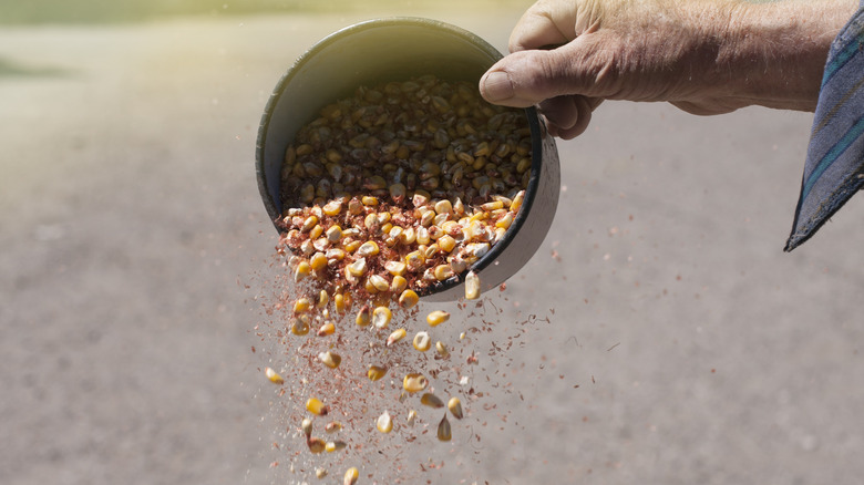 winnowing corn