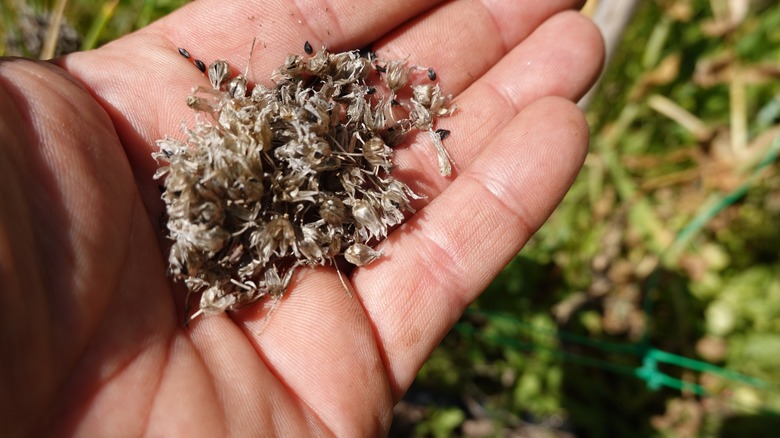 hand holding chive seeds