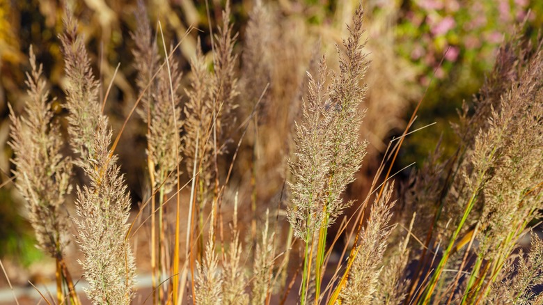 close up of karl foerster grass