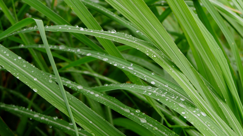 Lemongrass plant leaves