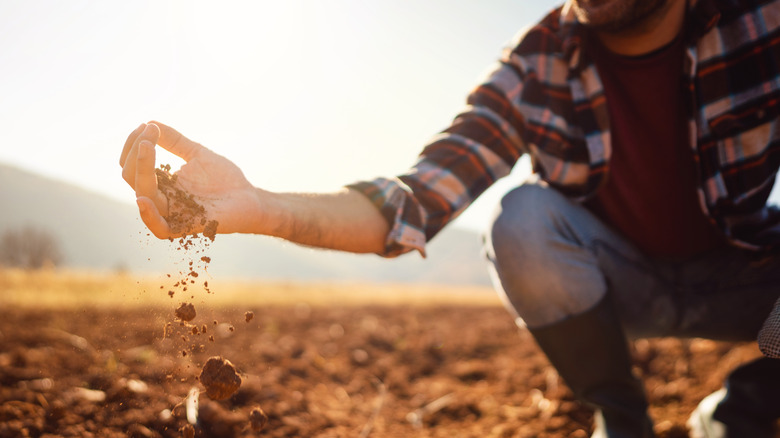 person holding soil