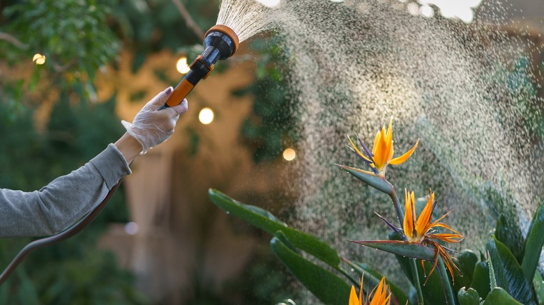 watering blooming bird of paradise