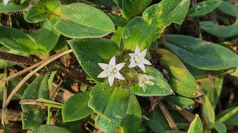 Flowers of Florida snow in bloom amidst green leaves