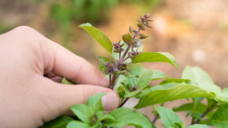 Picking off purple basil flowers