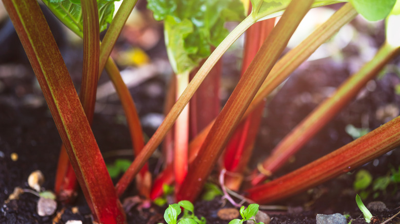 Rhubarb stalks close up