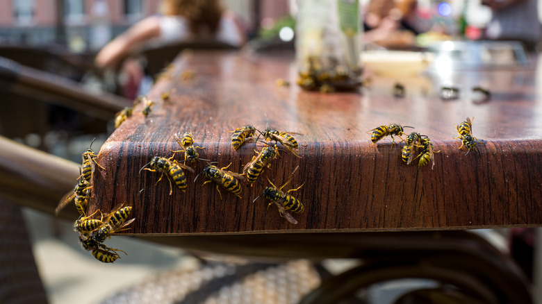 wasps on outdoor dining table
