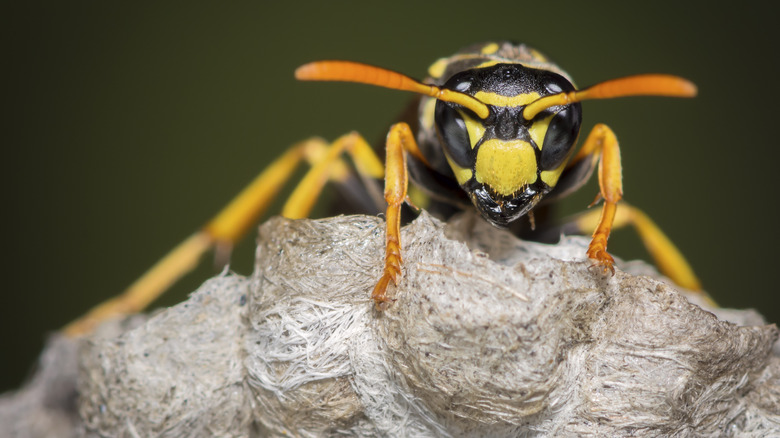 wasp sitting on nest