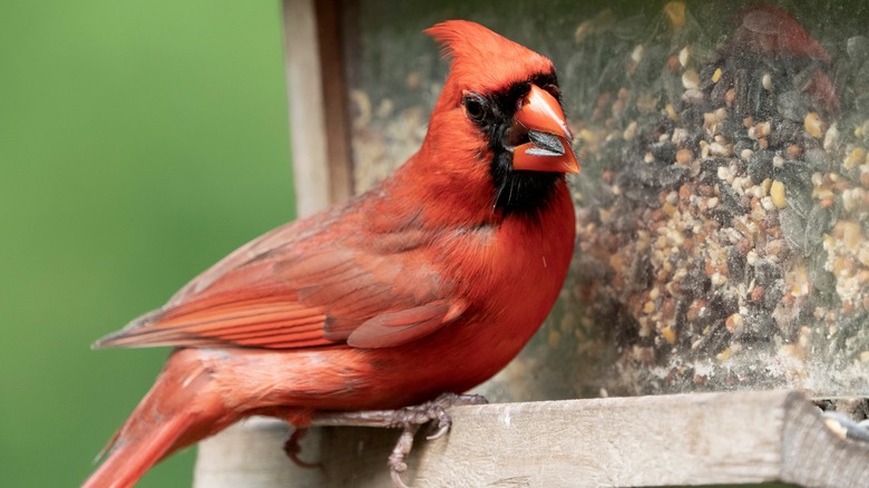 Red cardinal at bird feeder