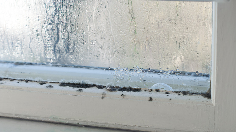 Mold on window sill 