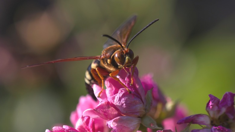 cicada killer wasp pollinating flower