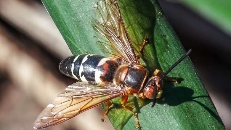 cicada killer wasp closeup