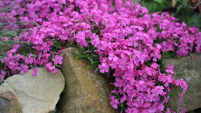 pink flowering creeping phlox 