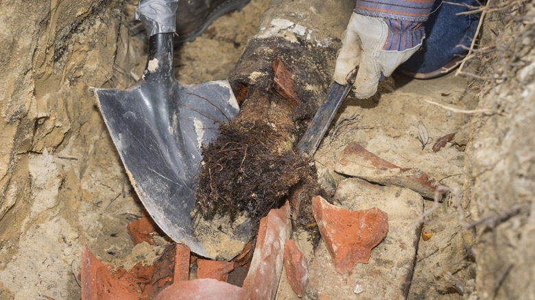 tree roots in sewer system