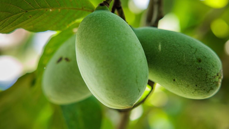 pawpaw tree up close