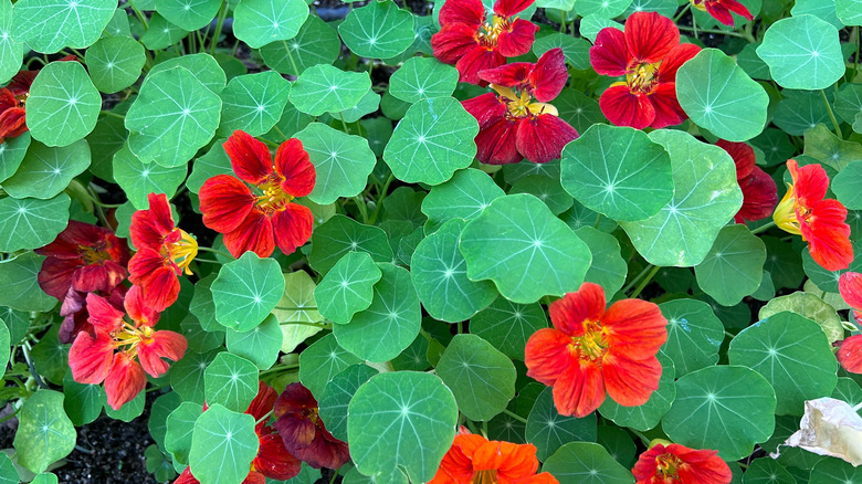 close up nasturtium plant