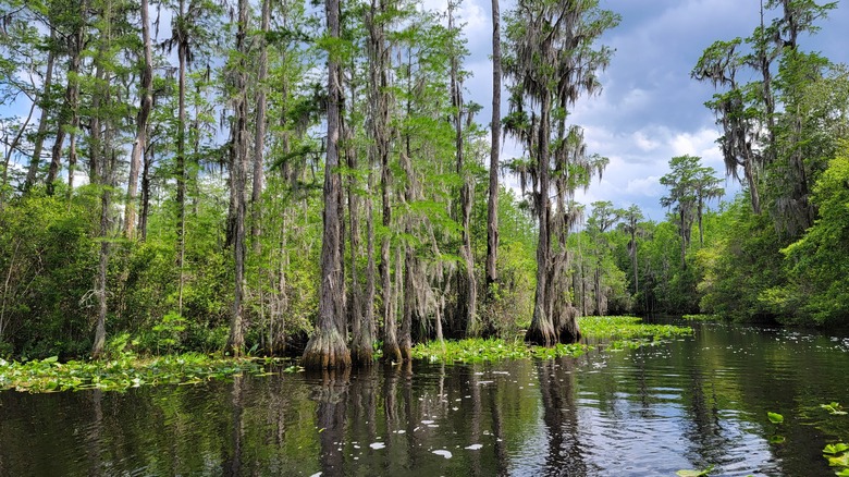 riverside trees and aquatic plants