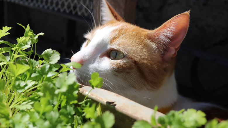 Cat smelling garden