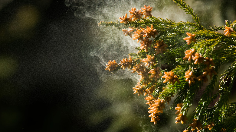 Pollen molecules flying from juniper
