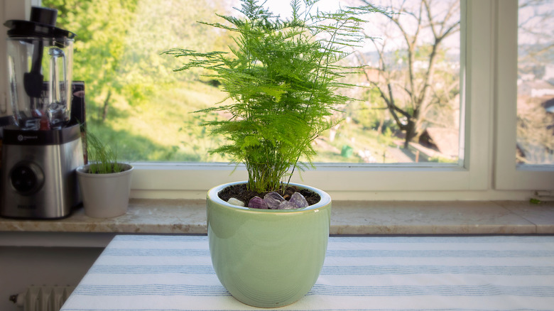 Asparagus fern in pot on table